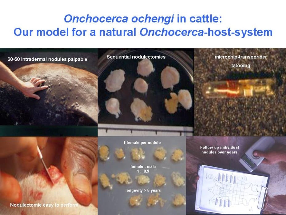 Onchocerca ochengi (A. Renz)