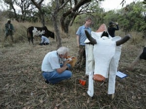 Magic-cow-i