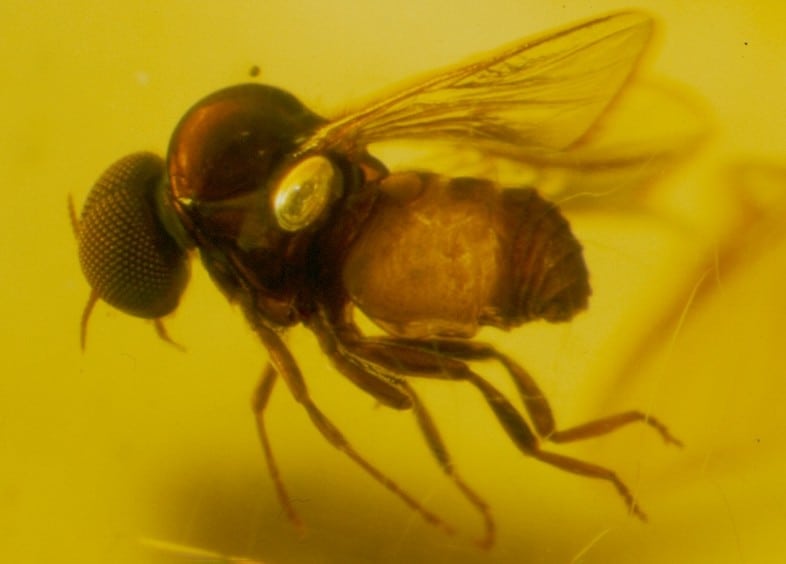 male Simlium in amber