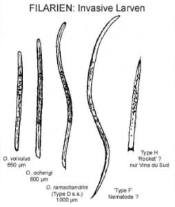 Infective larvae found in Simulium damnosum in Cameroon (A. Renz)