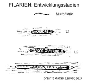 Hektogramm Parasiten in S damn RENZ