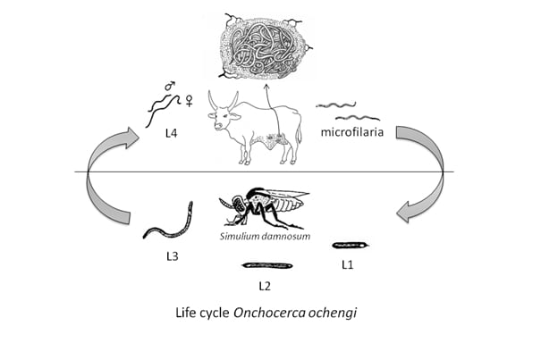 Onchocerca ochengi Life-cycle Programme Onchocercoses 2014