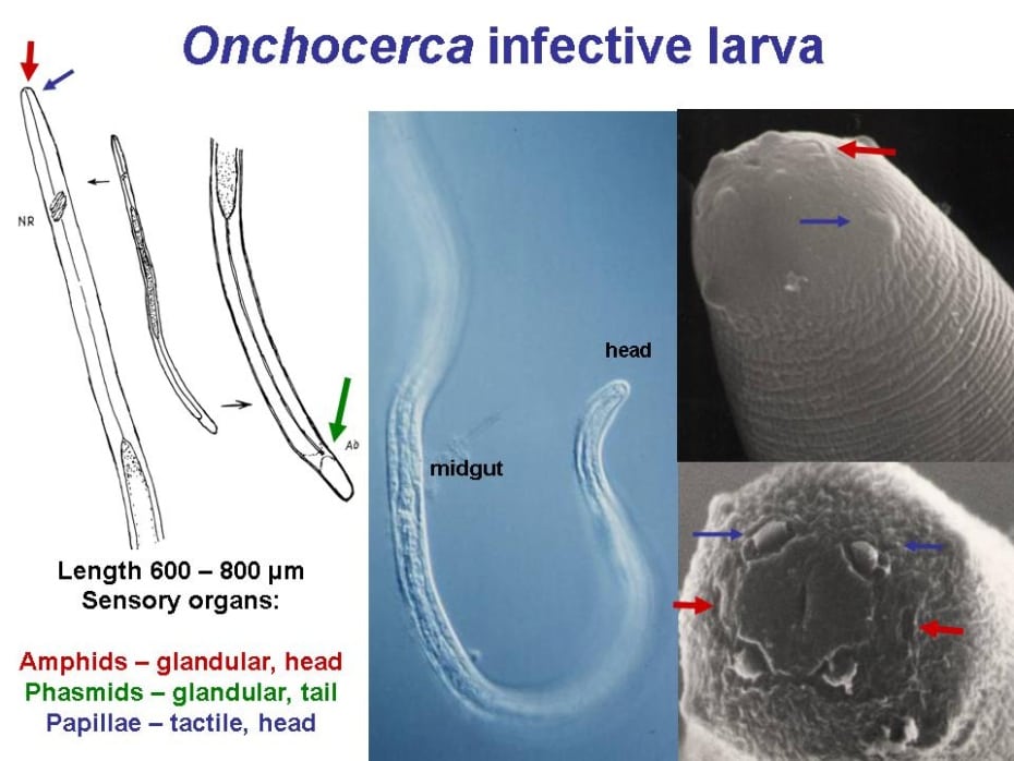 Infective Onchocerca larvae