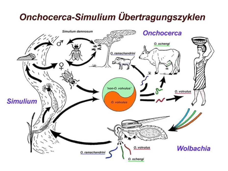 Cross-transmission cycles of human and animal Onchocerca spp. by Simulium damnosum s.l. in North Cameroon (A. Renz)