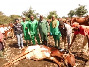 Examination-cattle-herds-Ngaoundere-QTL-Programme-Onchocercoses-1