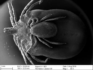ixodes-ricinus-from-deer-male-and-female-ticks
