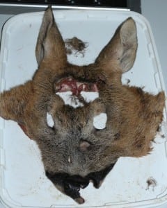 Skin-of-deer-examination-for-microfilariae-Dipetalonema-rugosicauda